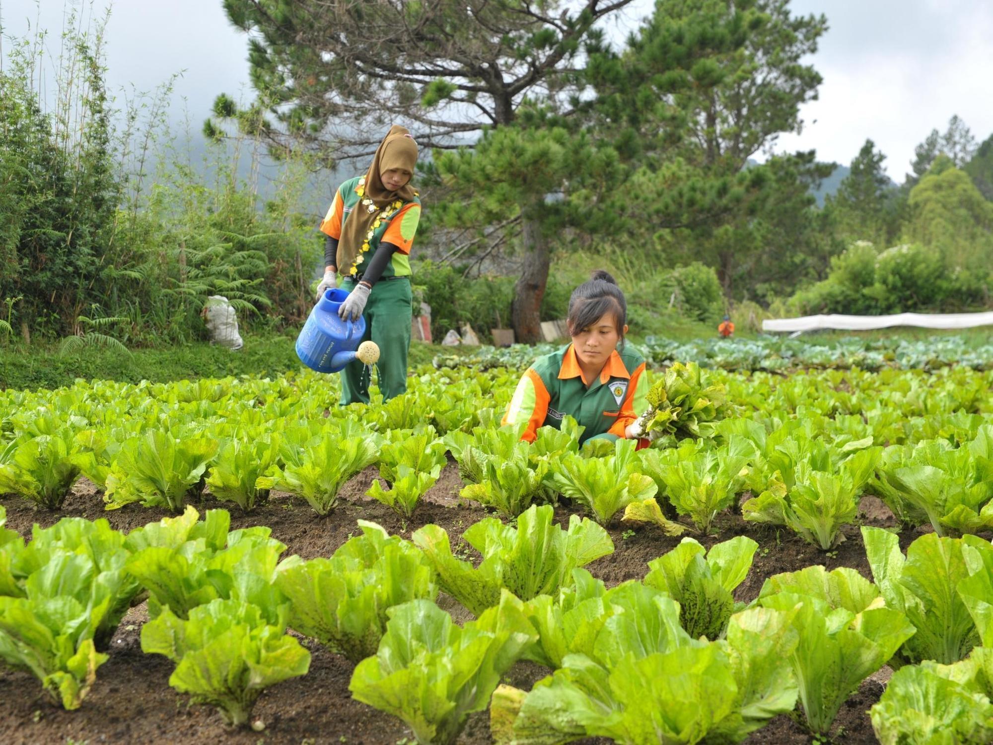 Taman Simalem Resort Tongging المظهر الخارجي الصورة